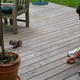 Illustration for article titled Deprived Of His Poodle, Serial Animal-Lover Novak Djokovic Seeks Companionship From Squirrel